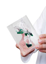 Erler-Zimmer Transparentes Laryngopharynx Modell