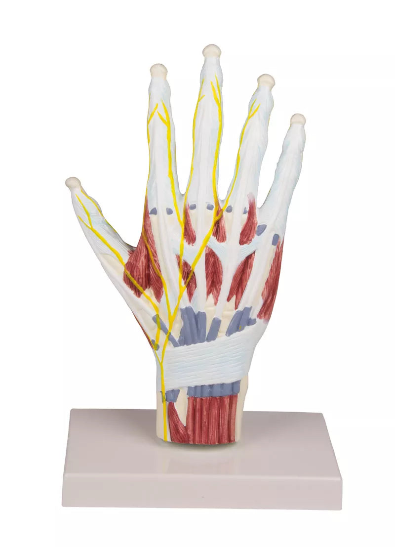 Erler-Zimmer Handanatomie Strukturmodell lebensgroßes Modell
