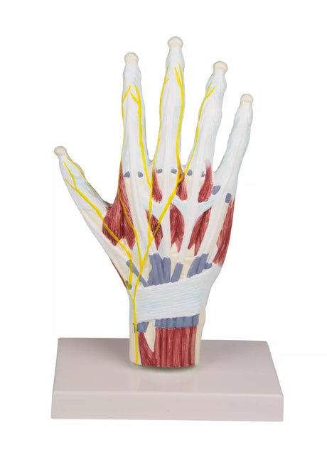 Erler-Zimmer Handanatomie Strukturmodell lebensgroßes Modell