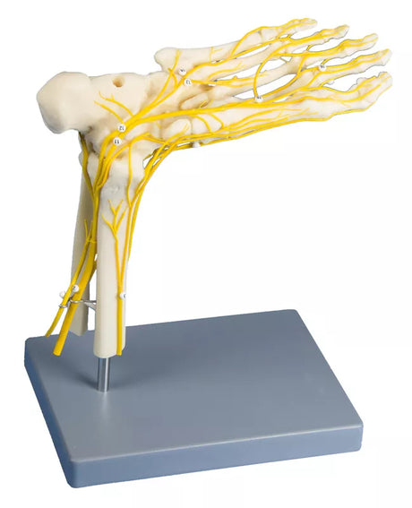 Erler-Zimmer Neuro Fuß lebensgroßes Modell
