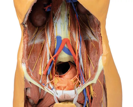 Erler-Zimmer Posteriore Abdominalwand