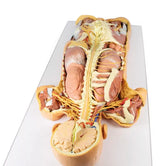 Erler-Zimmer Präparat des Nervensystems (posteriore Ansicht)