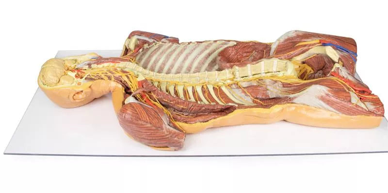 Erler-Zimmer Posteriore Körperwand / ventrale tiefe Präparation