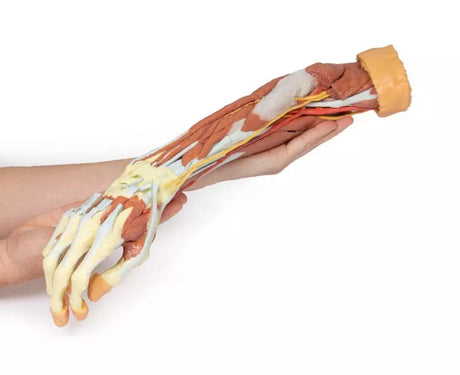Erler-Zimmer Tiefe Präparation der oberen Extremität und Hand