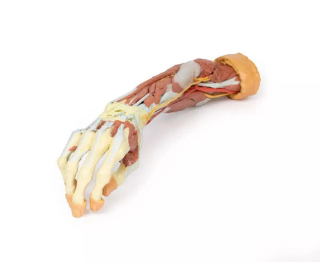 Erler-Zimmer Tiefe Präparation der oberen Extremität und Hand