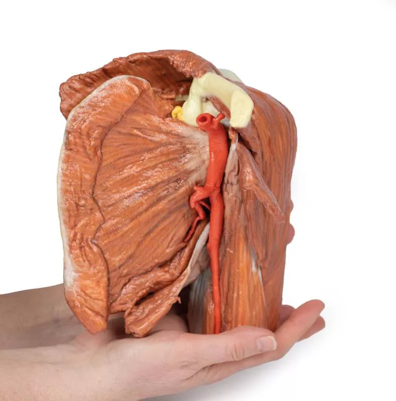 Erler-Zimmer Schulter (links) – Oberflächliche Muskeln mit Arteria axillaris/brachialis