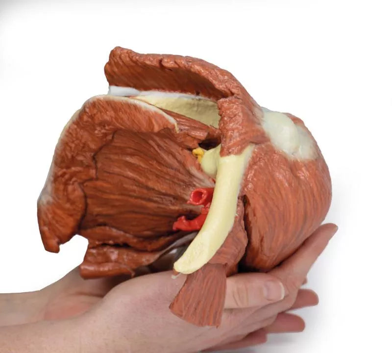 Erler-Zimmer Schulter (links) – Oberflächliche Muskeln mit Arteria axillaris/brachialis