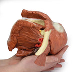 Erler-Zimmer Schulter (links) – Oberflächliche Muskeln mit Arteria axillaris/brachialis