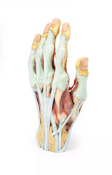 Erler-Zimmer Hand