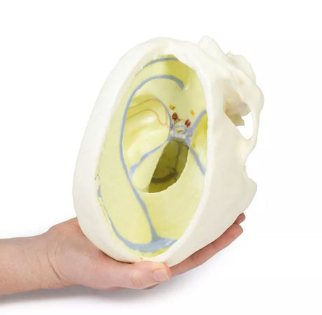Erler-Zimmer Schädelmodell mit Ansatz der Dura mater