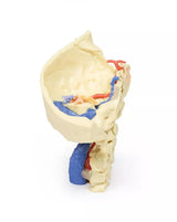 Erler-Zimmer Schläfenbeinmodell, 3er-Set