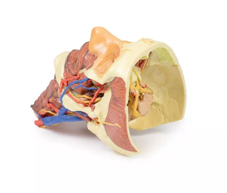Erler-Zimmer Kopf und Organsäule des Halses