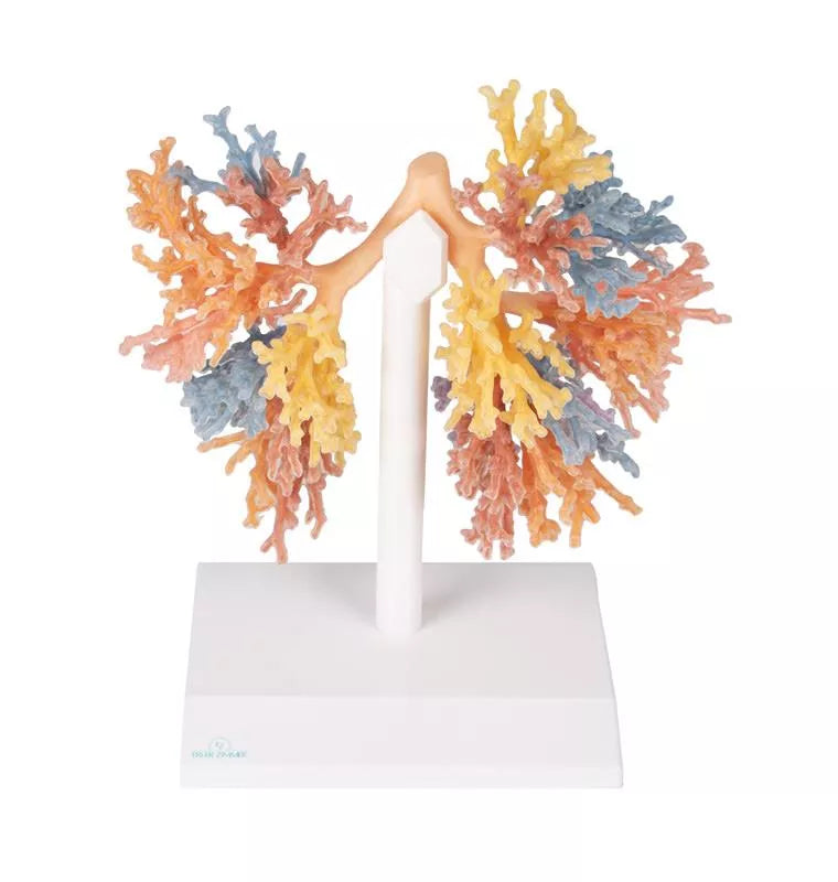 Erler-Zimmer Bronchialsystem