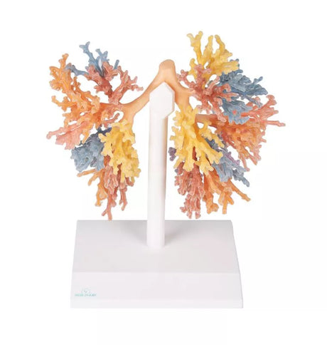 Erler-Zimmer Bronchialsystem