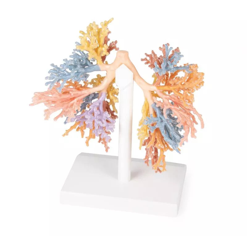 Erler-Zimmer Bronchialsystem