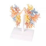 Erler-Zimmer Bronchialsystem