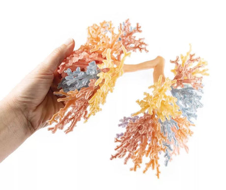 Erler-Zimmer Bronchialsystem