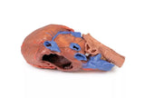 Erler-Zimmer Herz und distale Trachea, Carina tracheae und Primärbronchien