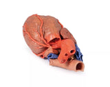 Erler-Zimmer Herz und distale Trachea, Carina tracheae und Primärbronchien