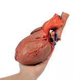 Erler-Zimmer Herz und distale Trachea, Carina tracheae und Primärbronchien
