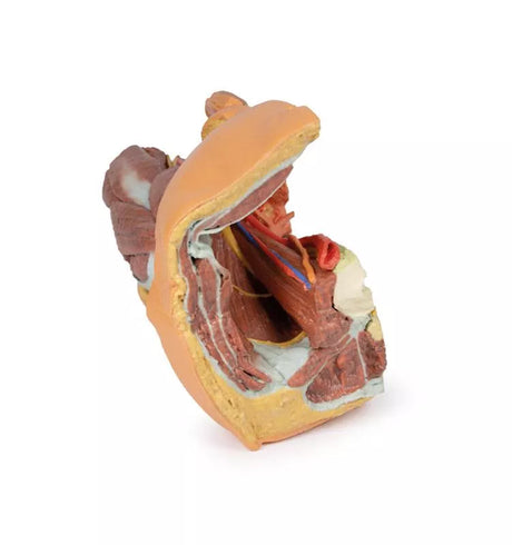 Erler-Zimmer Männliches linkes Becken und proximaler Oberschenkel