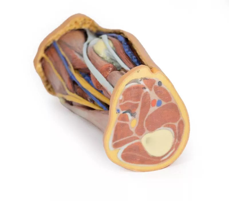 Erler-Zimmer Fossa poplitea
