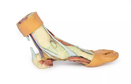 Erler-Zimmer Fuß – Strukturen der Plantarfläche