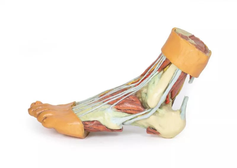 Erler-Zimmer Fuß – Strukturen der Plantarfläche