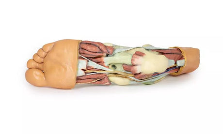 Erler-Zimmer Fuß – Strukturen der Plantarfläche