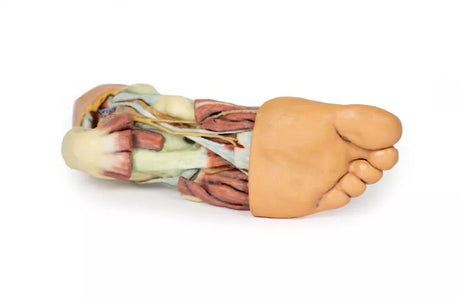 Erler-Zimmer Fuß – Strukturen der Plantarfläche