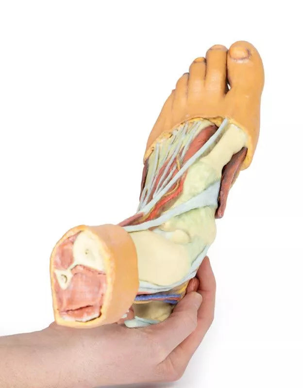 Erler-Zimmer Fuß – Strukturen der Plantarfläche