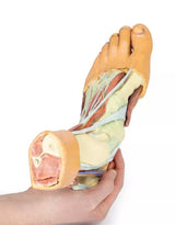 Erler-Zimmer Fuß – Strukturen der Plantarfläche