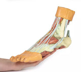 Erler-Zimmer Fuß – Strukturen der Plantarfläche