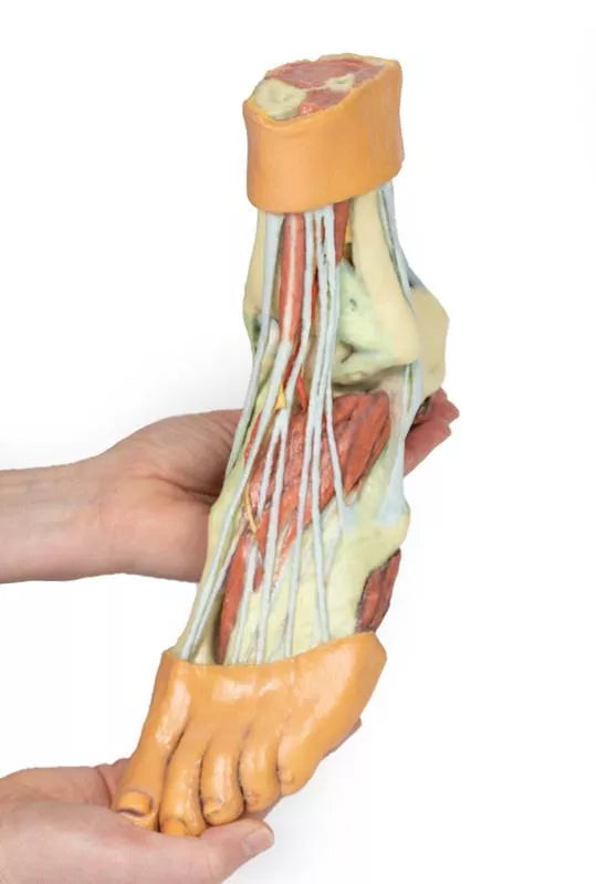 Erler-Zimmer Fuß – Strukturen der Plantarfläche