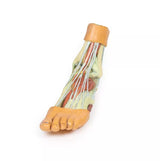 Erler-Zimmer Fuß – Strukturen der Plantarfläche