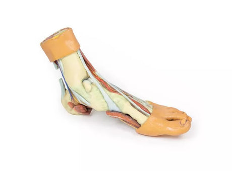 Erler-Zimmer Fuß – Strukturen der Plantarfläche