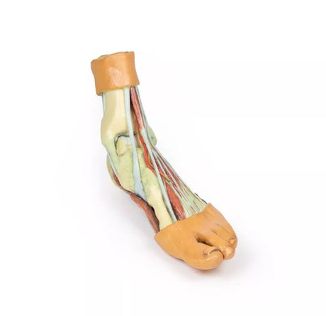 Erler-Zimmer Fuß – Strukturen der Plantarfläche