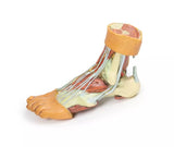 Erler-Zimmer Fuß – Strukturen der Plantarfläche