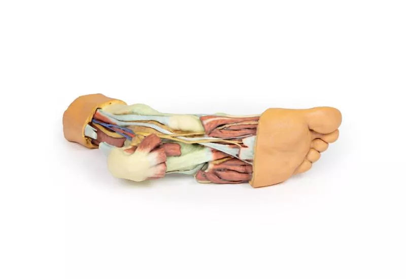 Erler-Zimmer Fuß – Strukturen der Plantarfläche