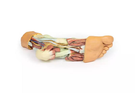 Erler-Zimmer Fuß – Strukturen der Plantarfläche