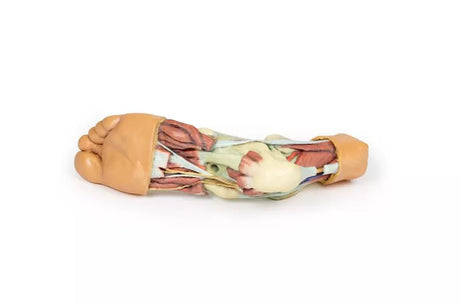 Erler-Zimmer Fuß – Strukturen der Plantarfläche