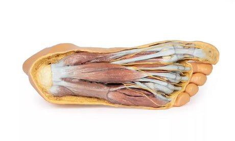 Erler-Zimmer Fuß – Plantarfläche und oberflächliche Präparation des Dorsum pedis
