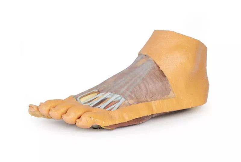 Erler-Zimmer Fuß – Plantarfläche und oberflächliche Präparation des Dorsum pedis