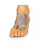 Erler-Zimmer Fuß – Plantarfläche und oberflächliche Präparation des Dorsum pedis