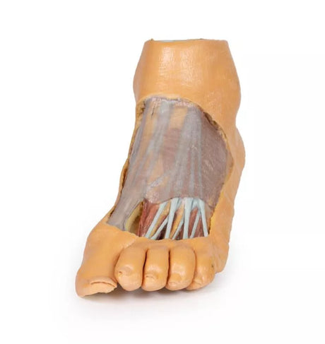 Erler-Zimmer Fuß – Plantarfläche und oberflächliche Präparation des Dorsum pedis
