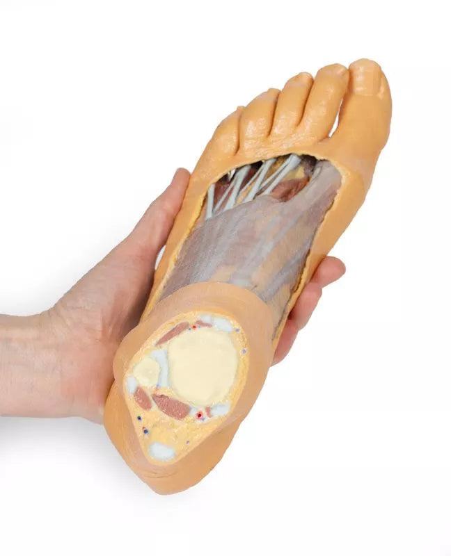 Erler-Zimmer Fuß – Plantarfläche und oberflächliche Präparation des Dorsum pedis