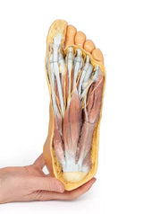 Erler-Zimmer Fuß – Plantarfläche und oberflächliche Präparation des Dorsum pedis