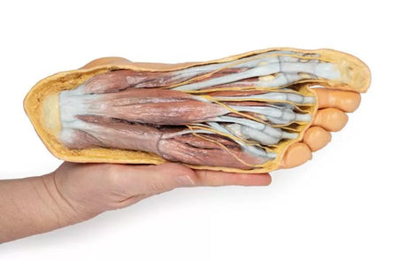 Erler-Zimmer Fuß – Plantarfläche und oberflächliche Präparation des Dorsum pedis