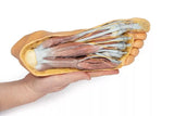 Erler-Zimmer Fuß – Plantarfläche und oberflächliche Präparation des Dorsum pedis