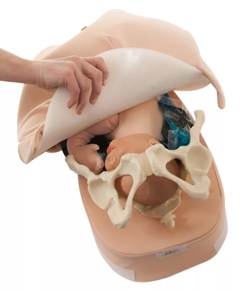 Erler-Zimmer Modellset abdominale Palpation